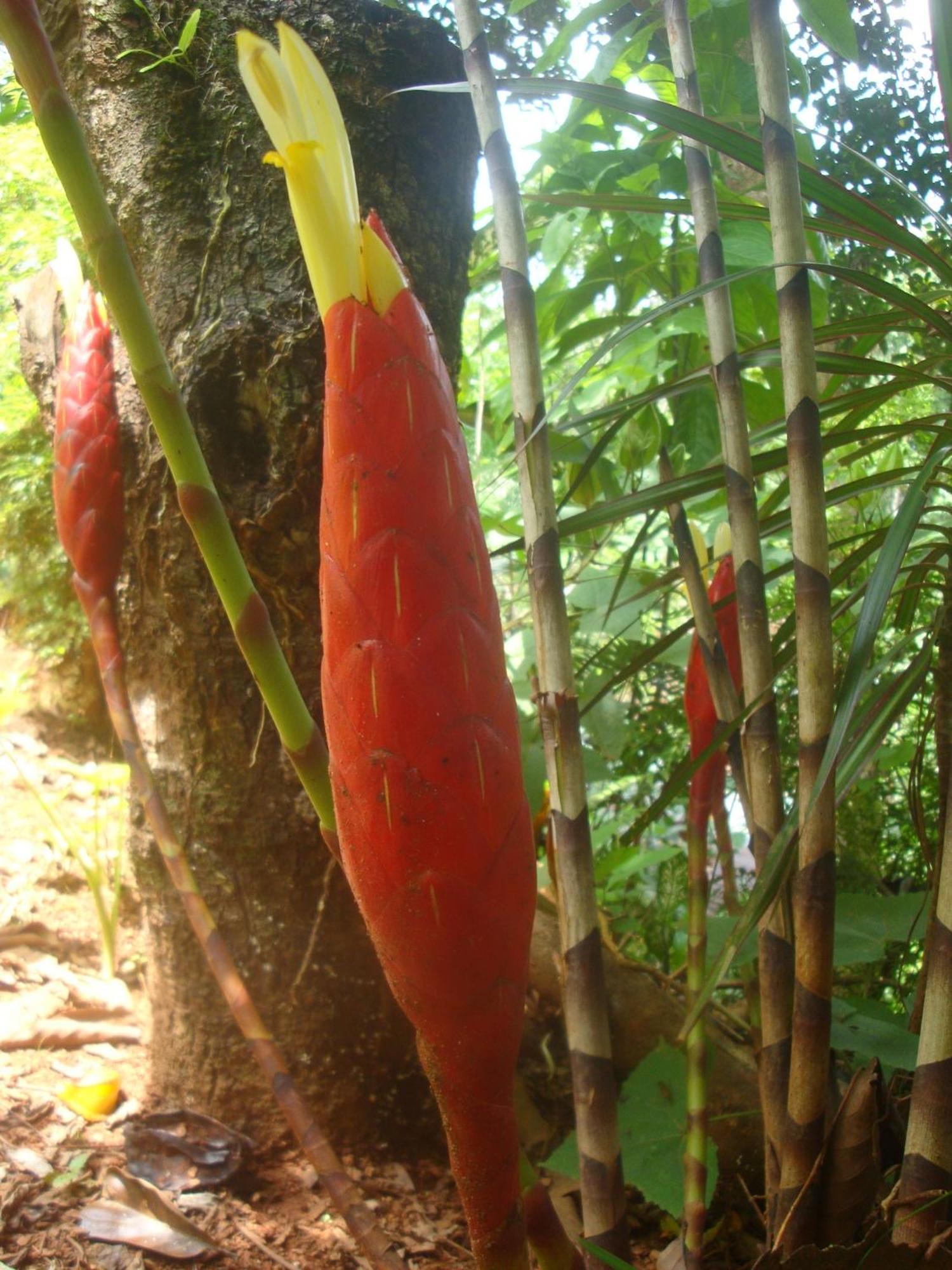 Eco-lodge * Isla Violin